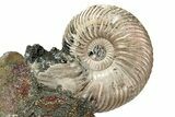 Iridescent, Pyritized Ammonite (Quenstedticeras) Fossil Display #344266-1